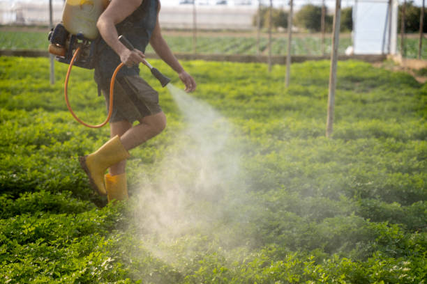 Best Local Pest Control Services  in Ack, NY