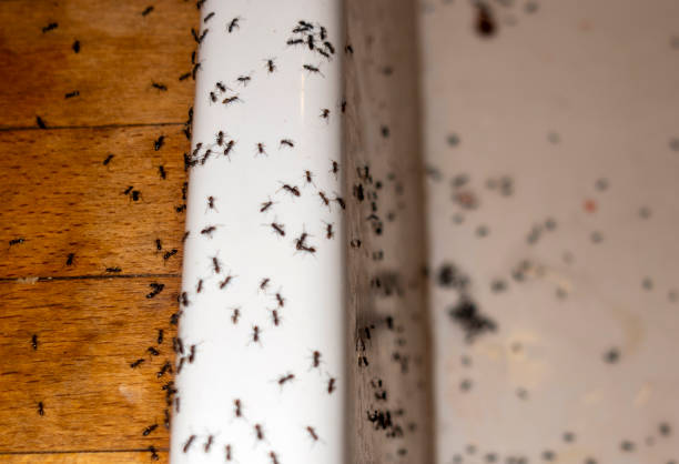 Wildlife Control Services in Nyack, NY