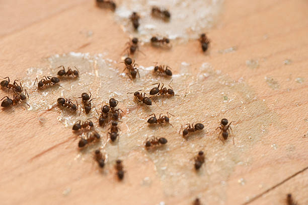 Best Flea Control Services  in Ack, NY