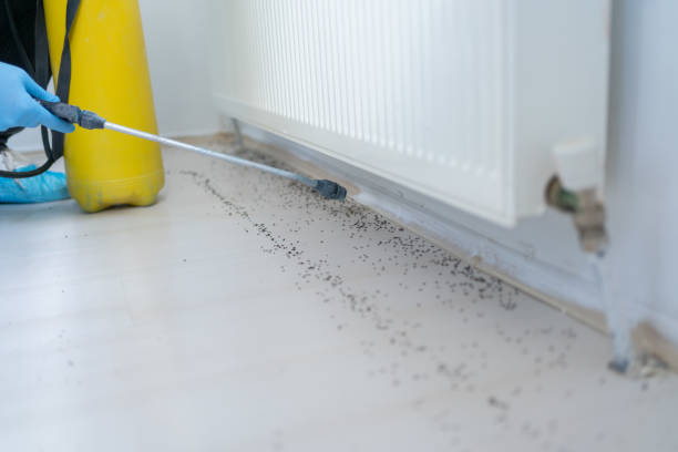 Best Affordable Pest Control Services  in Ack, NY
